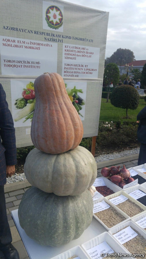 Lənkəranda ikinci Çay, çəltik və sitrus festivalı keçirilir (FOTO)