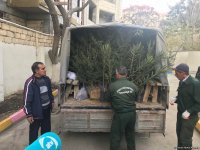 “Ağac əkək, qoruyaq, bu ənənəni yaşadaq!” devizi altında növbəti ağacəkmə aksiyası keçirilib (YENİLƏNİB) (FOTO)