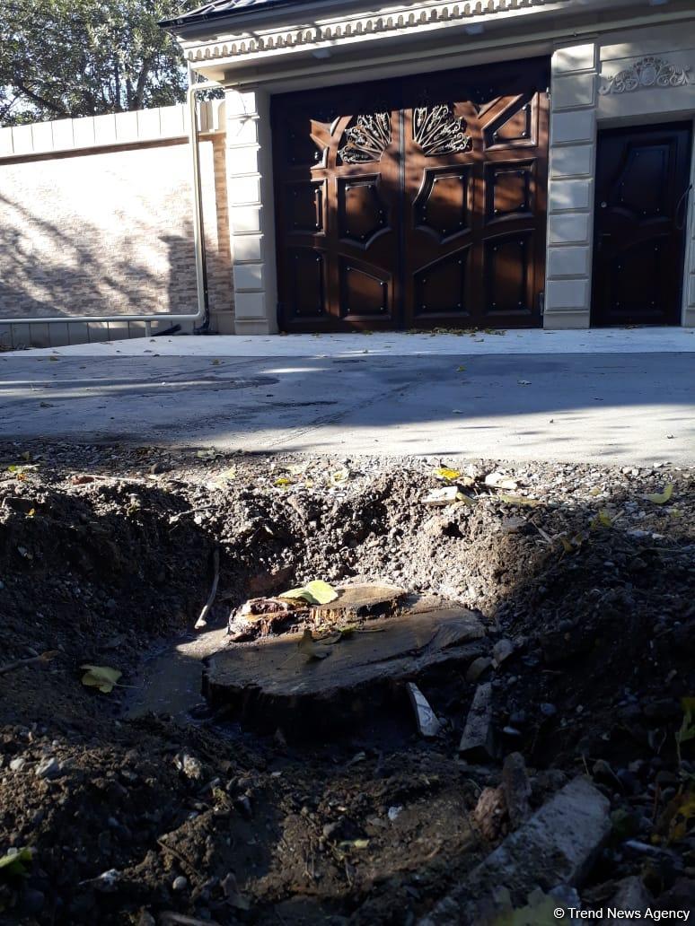 Bakıda iri ağacı kəsən sakinlər əllərində mişar yaxalandılar (FOTO)