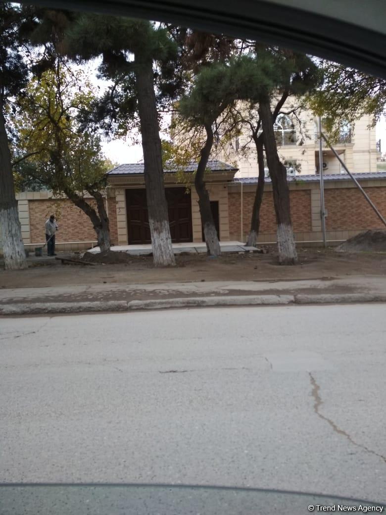 Bakıda iri ağacı kəsən sakinlər əllərində mişar yaxalandılar (FOTO)