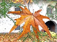 Payızın daha da gözəlləşdirdiyi Şəki (FOTO)