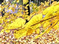 Payızın daha da gözəlləşdirdiyi Şəki (FOTO)