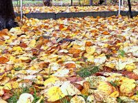 Payızın daha da gözəlləşdirdiyi Şəki (FOTO)