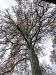 Payızın daha da gözəlləşdirdiyi Şəki (FOTO)