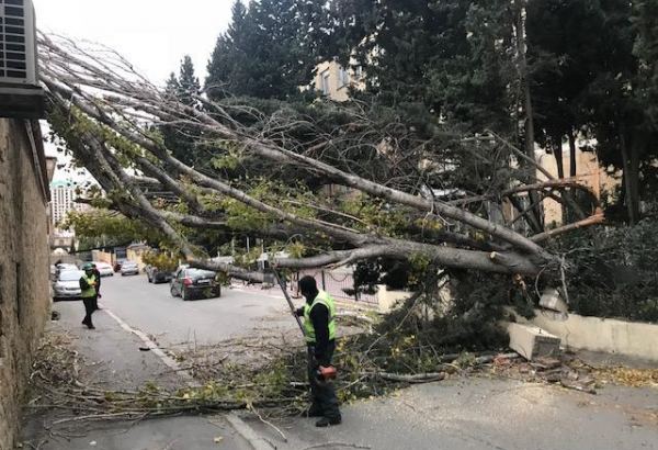 Bakıda külək 14 ağacı aşırıb