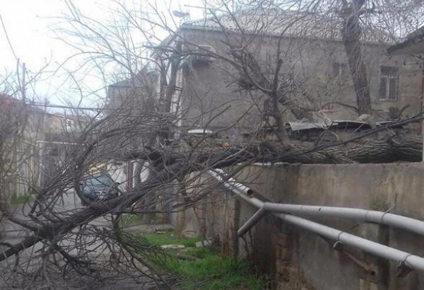 Bakıda güclü külək 15 ağacı aşırıb
