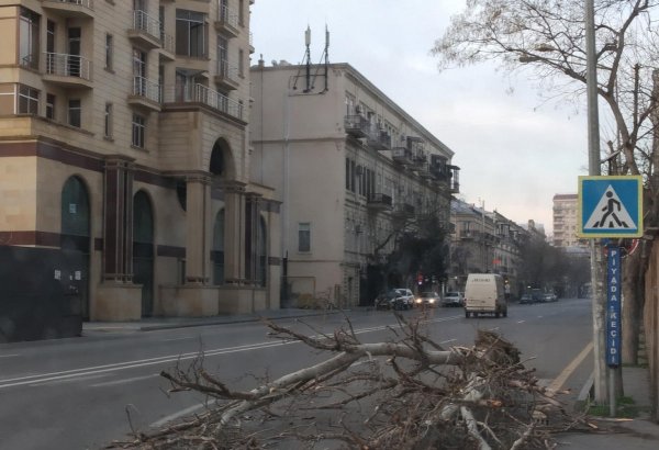 Bakıda güclü külək bir ağacı kökündən çıxardı, 15 ağacın budaqlarını sındırdı (FOTO)