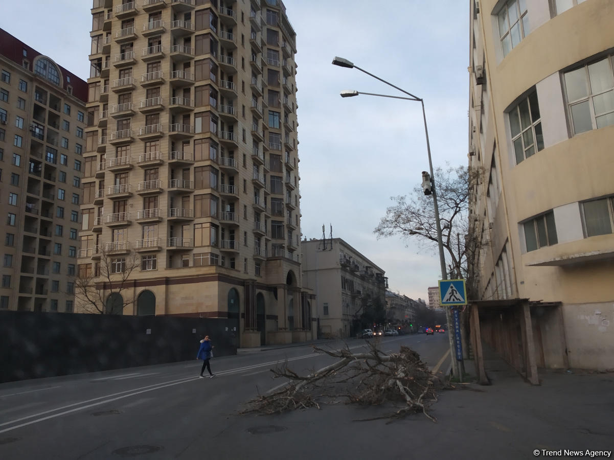 Bakıda güclü külək bir ağacı kökündən çıxardı, 15 ağacın budaqlarını sındırdı (FOTO)