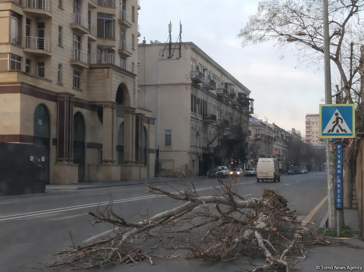 Bakıda güclü külək bir ağacı kökündən çıxardı, 15 ağacın budaqlarını sındırdı (FOTO)