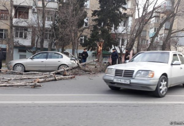 Bakıda aşan ağac avtomobilə ziyan vurdu