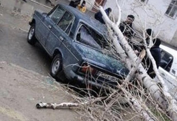 Sumqayıtda ağac avtomobilin üstünə aşdı
