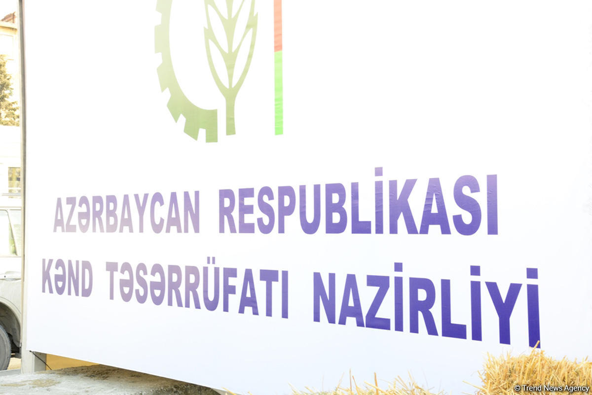 Paytaxtda Novruz yarmarkaları - FOTOREPORTAJ