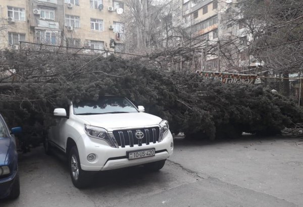 Bakıda güclü külək ağacı kökündən çıxararaq maşınların üstünə atdı (FOTO)