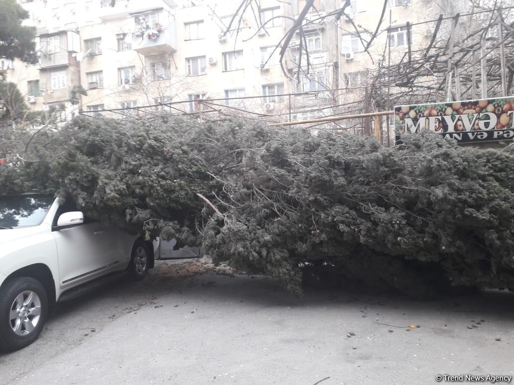 Bakıda güclü külək ağacı kökündən çıxararaq maşınların üstünə atdı (FOTO)