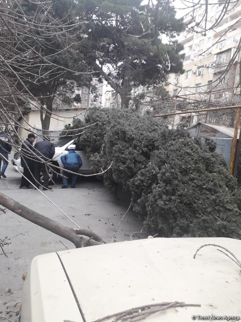 Bakıda güclü külək ağacı kökündən çıxararaq maşınların üstünə atdı (FOTO)