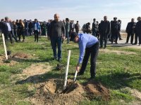 Qobustan qoruğunda kütləvi ağacəkmə aksiyası keçirilib (FOTO)