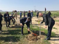 Qobustan qoruğunda kütləvi ağacəkmə aksiyası keçirilib (FOTO)