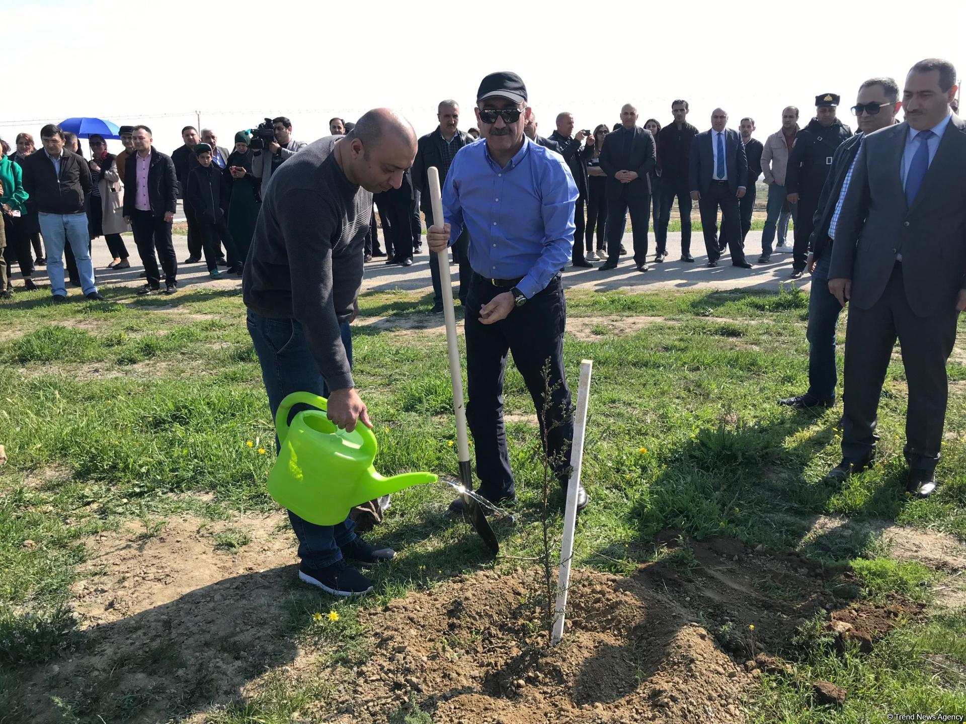 Qobustan qoruğunda kütləvi ağacəkmə aksiyası keçirilib (FOTO)