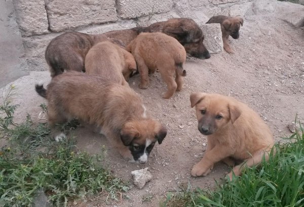 Ekspert: Məktəblərdə heyvanlara sevgi aşılanmalı, şagirdlərə bu istiqamətdə dərslər keçilməlidir