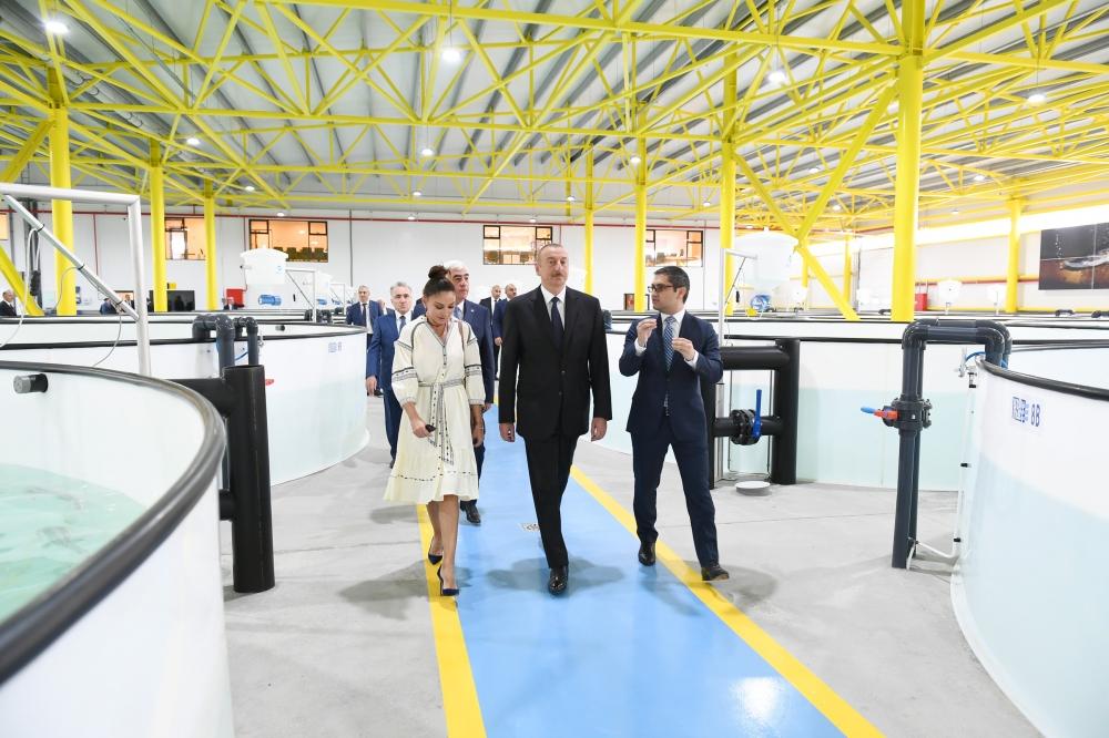 Prezident İlham Əliyev və birinci xanım Mehriban Əliyeva Pirallahıda “NərəMİZ” balıqyetişdirmə zavodunun istehsalat prosesi ilə tanış olublar (FOTO) (YENİLƏNİB)