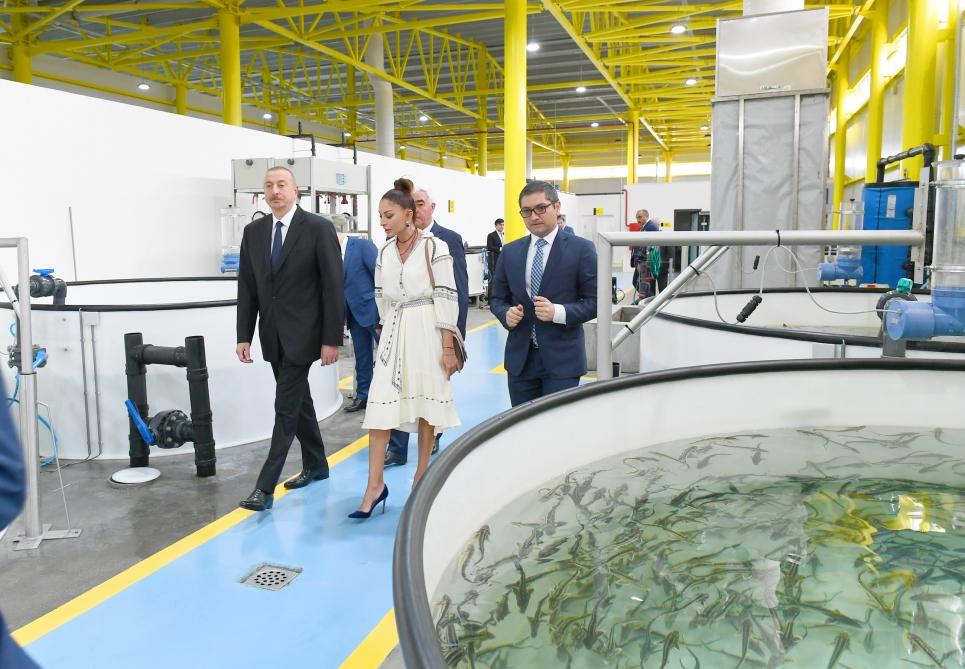 Prezident İlham Əliyev və birinci xanım Mehriban Əliyeva Pirallahıda “NərəMİZ” balıqyetişdirmə zavodunun istehsalat prosesi ilə tanış olublar (FOTO) (YENİLƏNİB)