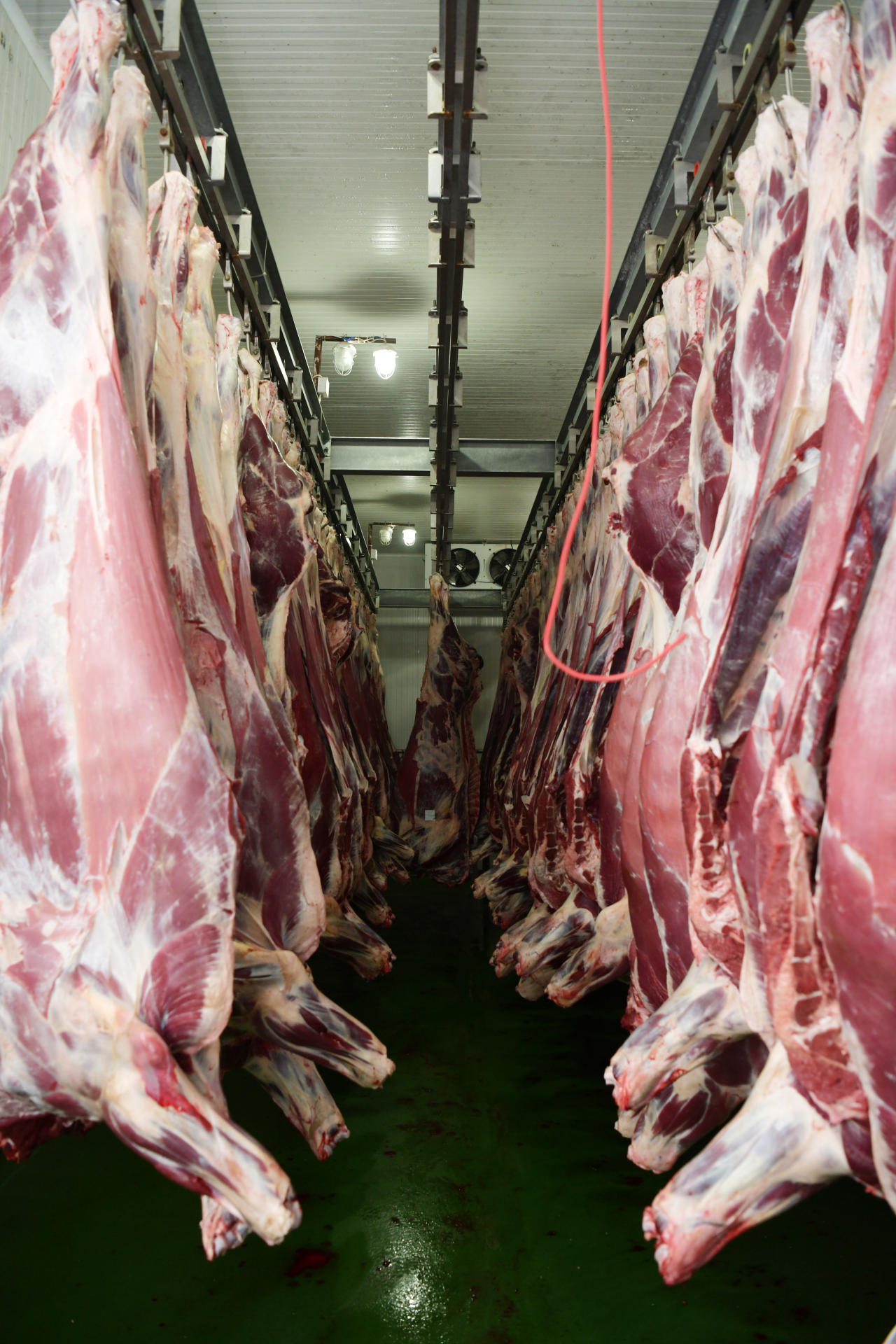 Heydər Əliyev Fondu aztəminatlı ailələrə qurban payları çatdırır (FOTO)