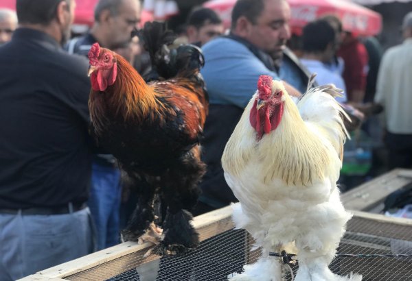 Brama, Orpinqton, Malin... Bu növ toyuqların Bakıda qiyməti 400 manata qədərdir (FOTO)