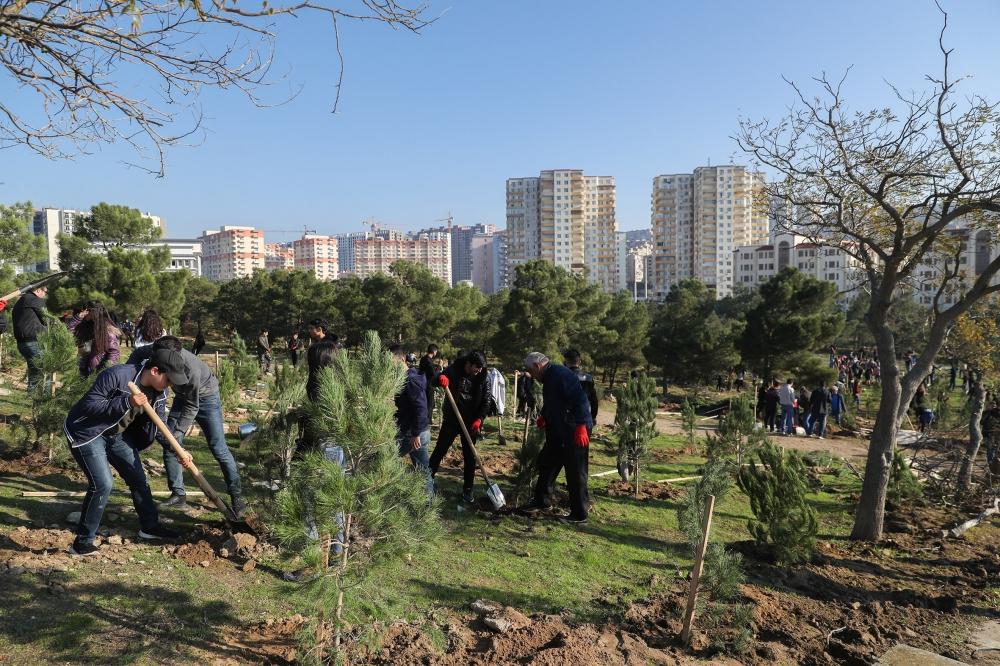 Prezident İlham Əliyev və birinci xanım Mehriban Əliyeva Bakının Xətai rayonunda ağacəkmə aksiyasında iştirak ediblər (FOTO) (YENİLƏNİB-2)