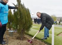 Prezident İlham Əliyev və birinci xanım Mehriban Əliyeva Şamaxı rayonunda ağacəkmə aksiyasında iştirak ediblər (FOTO) (YENİLƏNİB 2)
