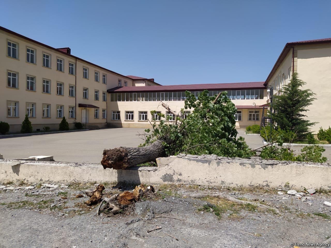 Şəkidə güclü külək ağacı və məktəbin hasarını aşırdı (FOTO)