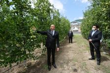 Prezident İlham Əliyev Balakəndə “Bal meyvə” bağçılıq təsərrüfatı ilə tanış olub (FOTO) (YENİLƏNİB)