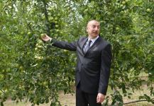 Prezident İlham Əliyev Balakəndə “Bal meyvə” bağçılıq təsərrüfatı ilə tanış olub (FOTO) (YENİLƏNİB)