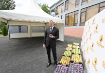 Prezident İlham Əliyev Balakəndə “Bal meyvə” bağçılıq təsərrüfatı ilə tanış olub (FOTO) (YENİLƏNİB)