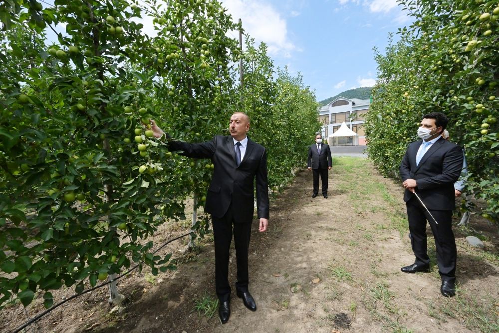 Prezident İlham Əliyev Balakəndə “Bal meyvə” bağçılıq təsərrüfatı ilə tanış olub (FOTO) (YENİLƏNİB)