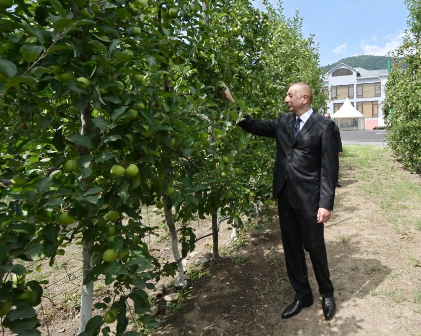 Prezident İlham Əliyev Balakəndə “Bal meyvə” bağçılıq təsərrüfatı ilə tanış olub (FOTO) (YENİLƏNİB)