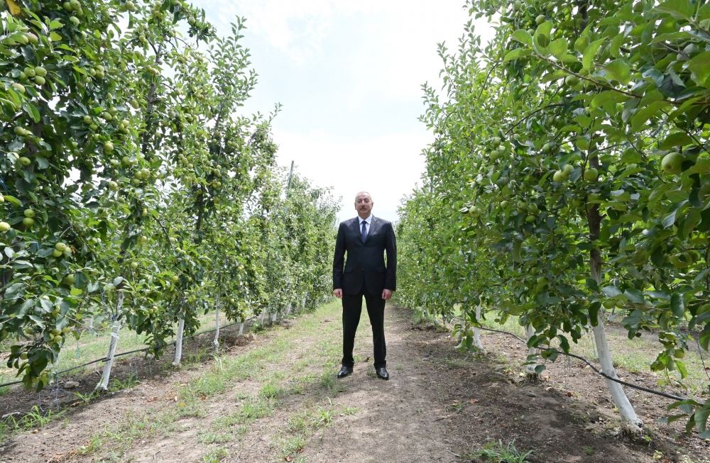 Prezident İlham Əliyev Balakəndə “Bal meyvə” bağçılıq təsərrüfatı ilə tanış olub (FOTO) (YENİLƏNİB)