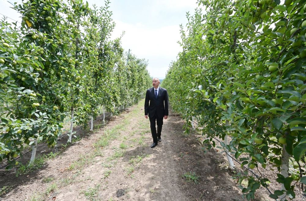Prezident İlham Əliyev Balakəndə “Bal meyvə” bağçılıq təsərrüfatı ilə tanış olub (FOTO) (YENİLƏNİB)