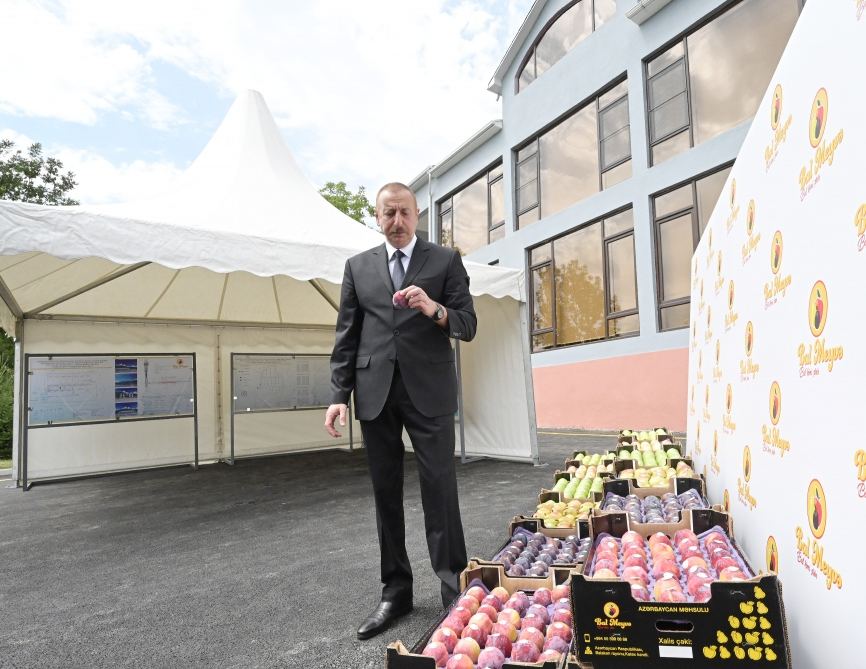Prezident İlham Əliyev Balakəndə “Bal meyvə” bağçılıq təsərrüfatı ilə tanış olub (FOTO) (YENİLƏNİB)