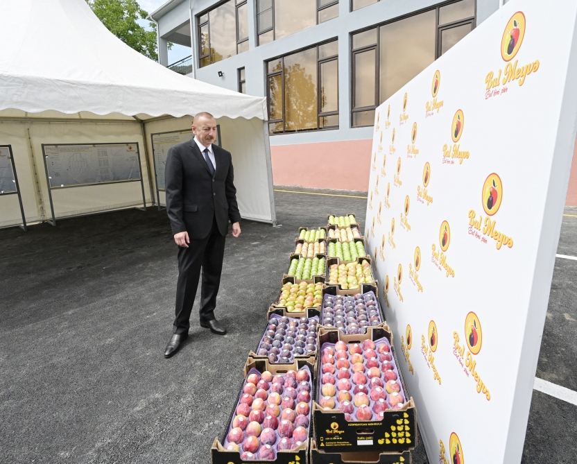 Prezident İlham Əliyev Balakəndə “Bal meyvə” bağçılıq təsərrüfatı ilə tanış olub (FOTO) (YENİLƏNİB)