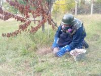 Ermənistan Tərtərə fosforlu bomba atıb (FOTO)