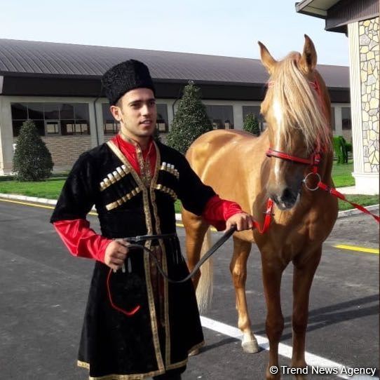 Kəndimiz işğal olunanda nəsli kəsilməsin deyə, Qarabağ atlarını Bakıya gətirdim - Şəmsəddin Atayev (FOTO)