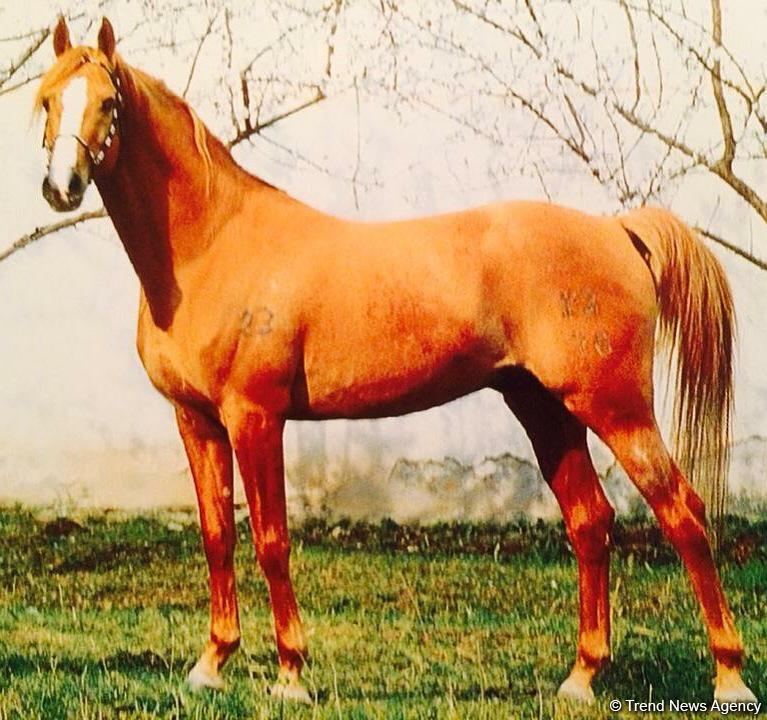 Kəndimiz işğal olunanda nəsli kəsilməsin deyə, Qarabağ atlarını Bakıya gətirdim - Şəmsəddin Atayev (FOTO)