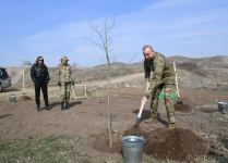 Prezident İlham Əliyev və birinci xanım Mehriban Əliyeva Zəngilanda çinar ağacları əkiblər (FOTO)