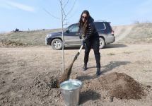 Prezident İlham Əliyev və birinci xanım Mehriban Əliyeva Zəngilanda çinar ağacları əkiblər (FOTO)