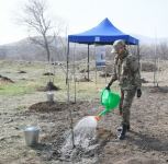 Prezident İlham Əliyev və birinci xanım Mehriban Əliyeva Zəngilanda çinar ağacları əkiblər (FOTO)