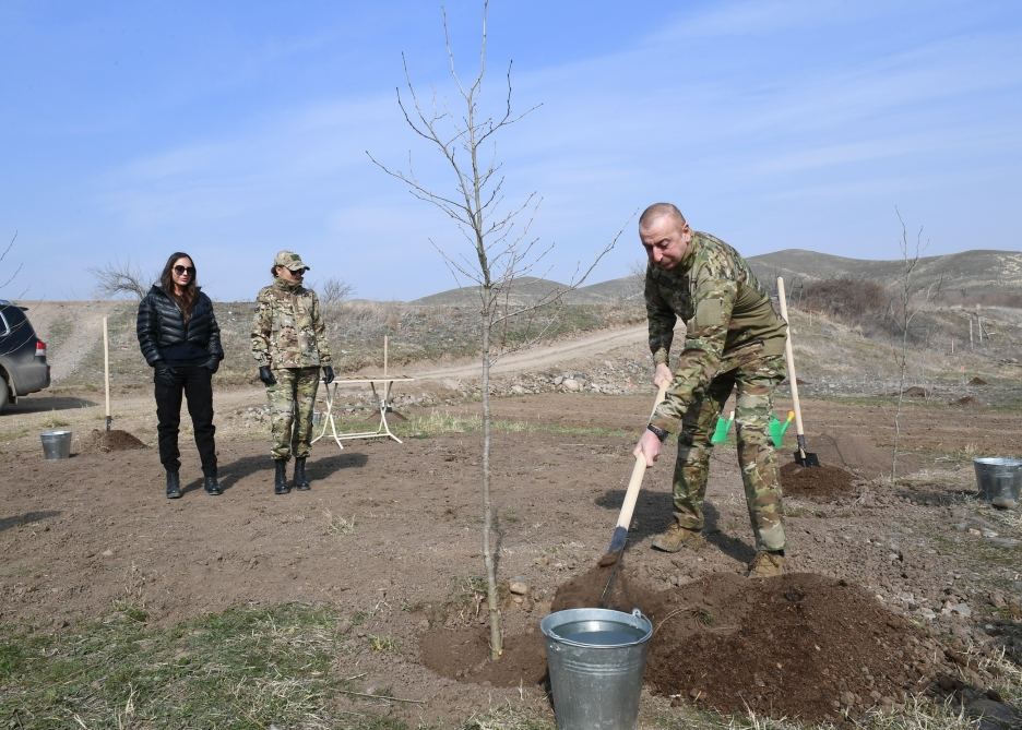 Prezident İlham Əliyev və birinci xanım Mehriban Əliyeva Zəngilanda çinar ağacları əkiblər (FOTO)