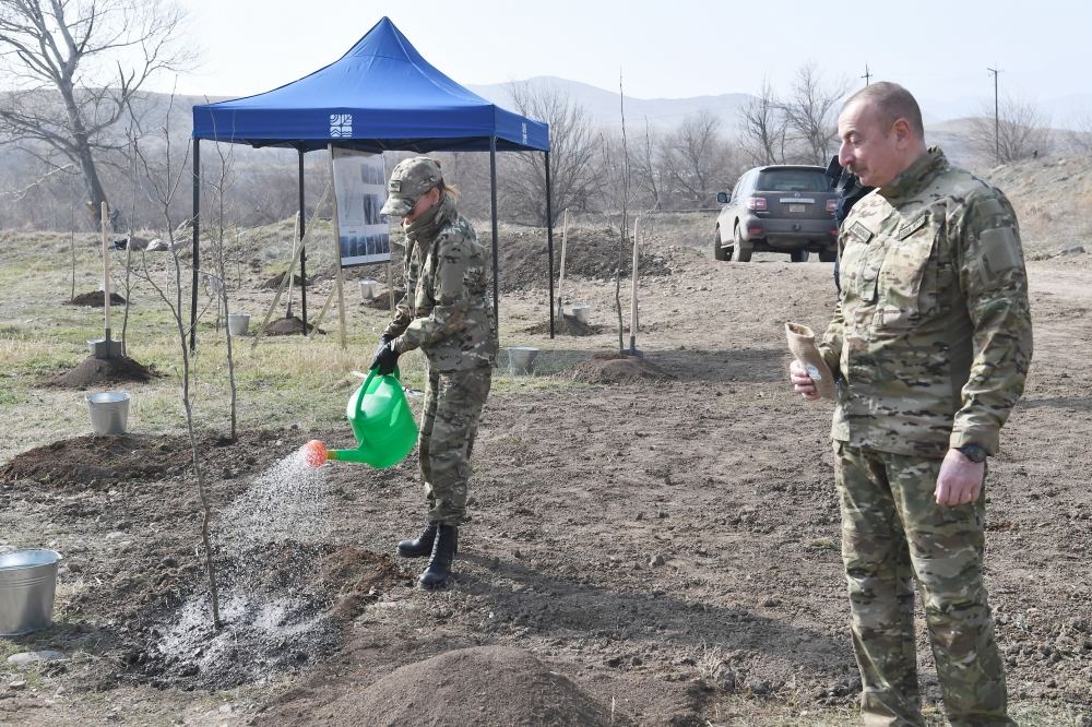 Prezident İlham Əliyev və birinci xanım Mehriban Əliyeva Zəngilanda çinar ağacları əkiblər (FOTO)