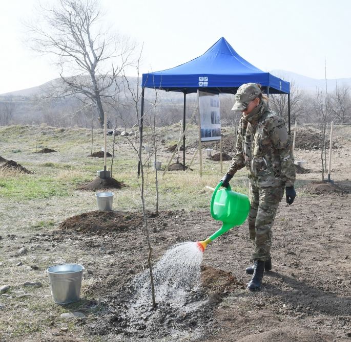 Prezident İlham Əliyev və birinci xanım Mehriban Əliyeva Zəngilanda çinar ağacları əkiblər (FOTO)