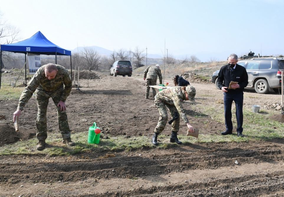 Prezident İlham Əliyev və birinci xanım Mehriban Əliyeva Zəngilanda çinar ağacları əkiblər (FOTO)