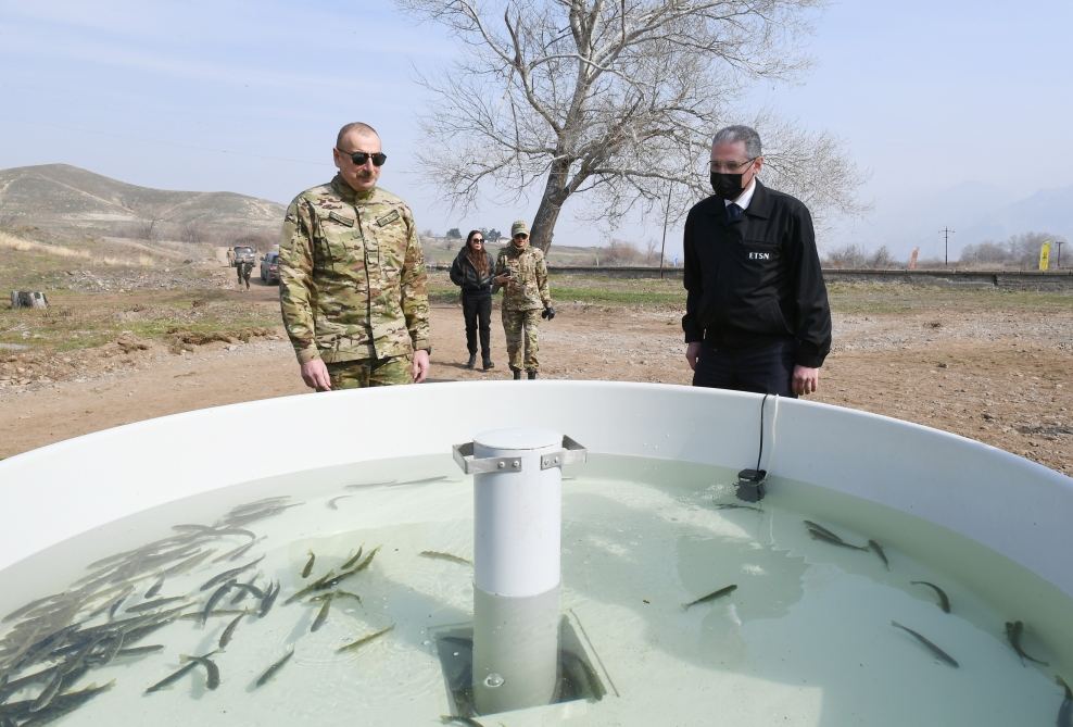 Prezident İlham Əliyev və birinci xanım Mehriban Əliyeva Bəsitçaya balıq buraxıblar (FOTO)